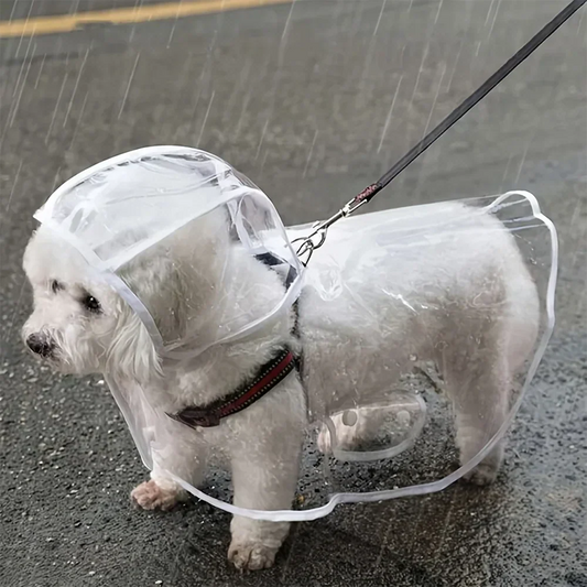 Why Your Dog Needs a Raincoat (And How to Pick the Right One)