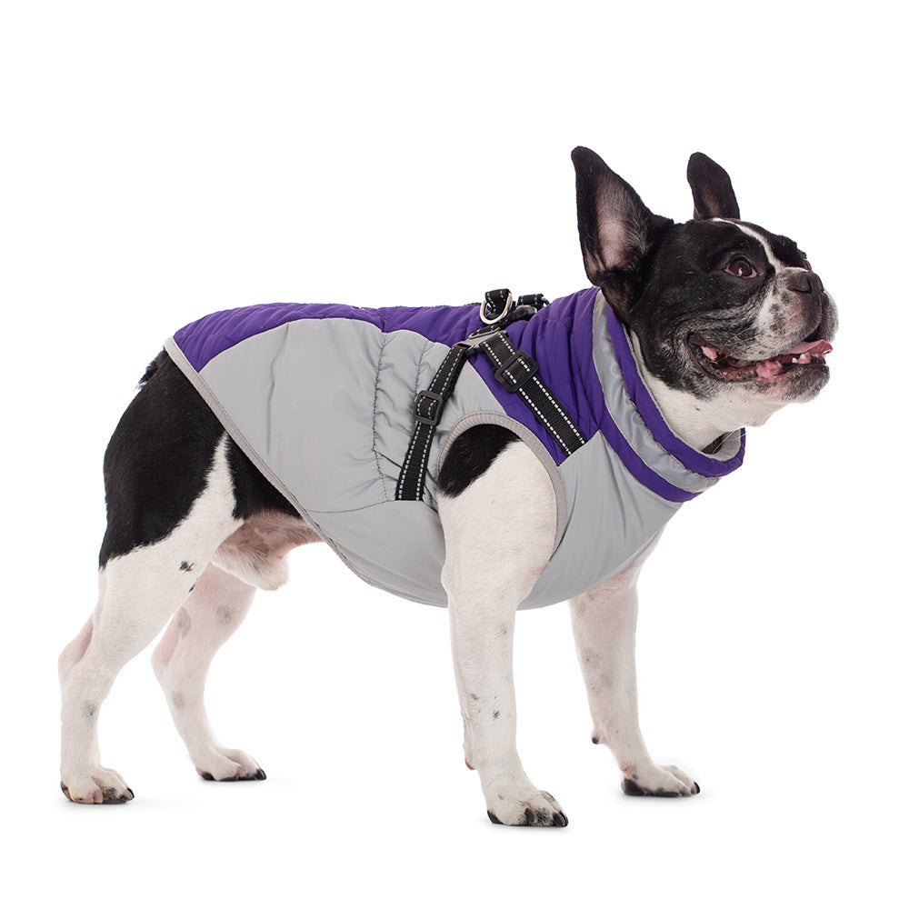 Dog wearing purple fleece-lined waterproof jacket - front view