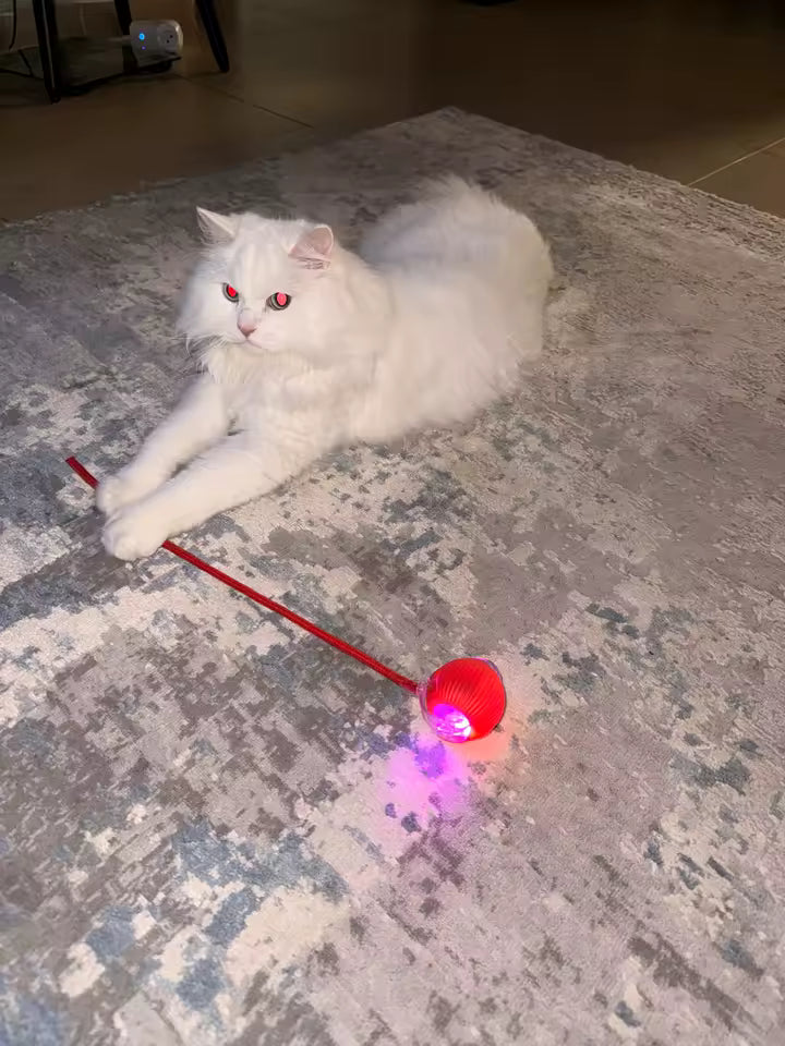 Smart Self-Rolling Ball Toy for Cats & Dogs | Pawly