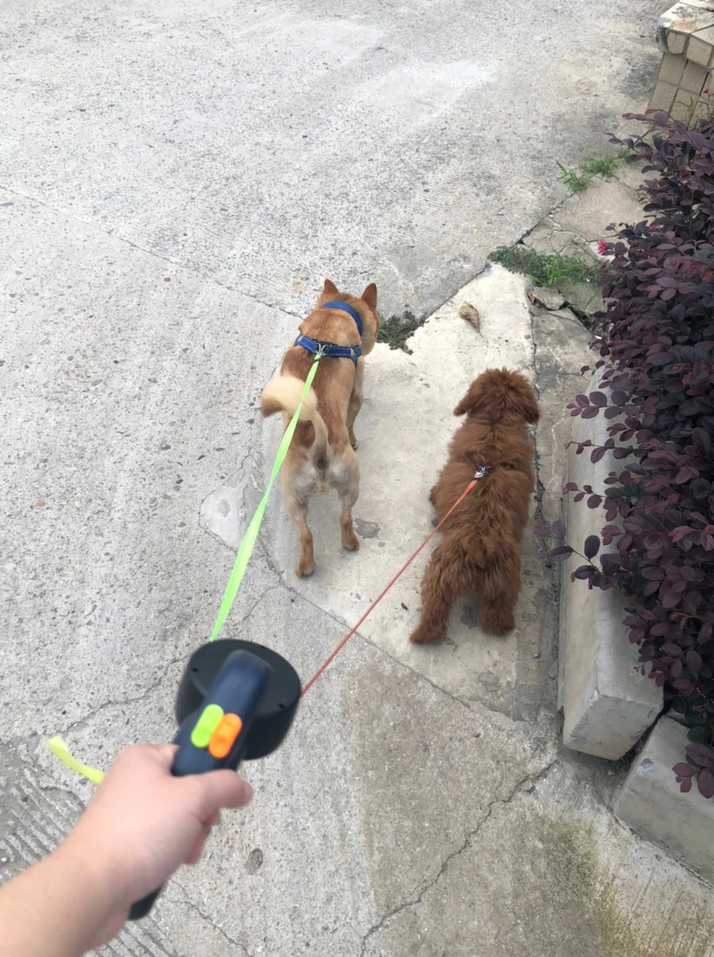 Reflective Retractable Double Dog Leash | Pawly
