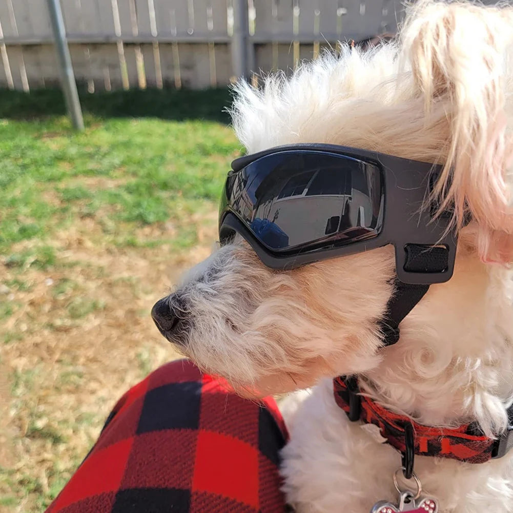 UV Protection Sunglasses & Goggles for Dogs | Pawly