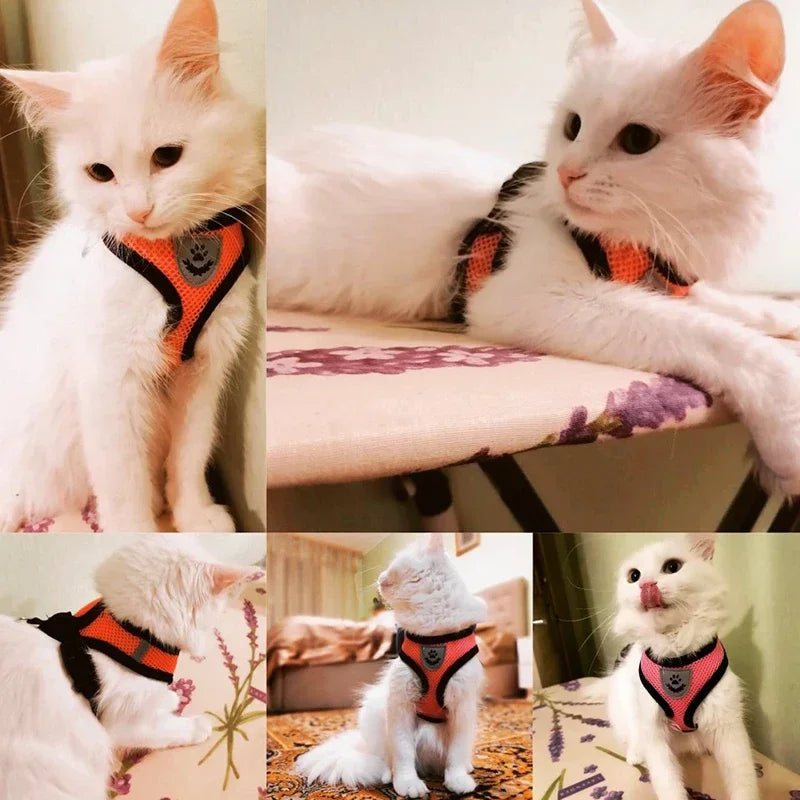 Mesh Vest Harness & Leash for Cats and Small Dogs | Pawly
