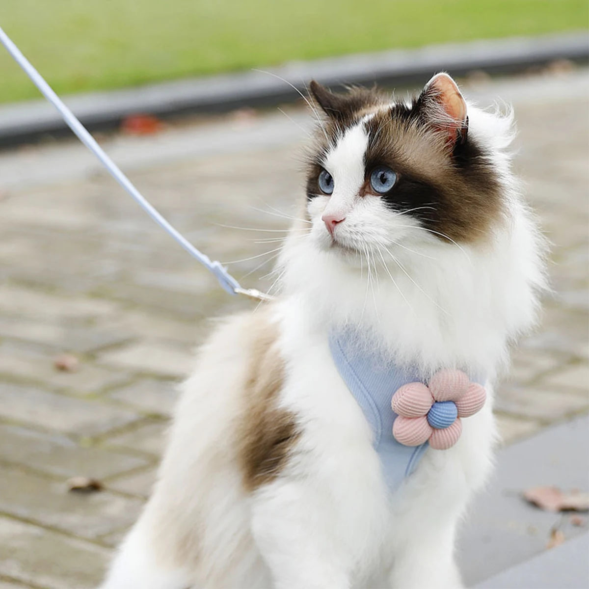 Soft Harness & Leash Set for Cats and Small Dogs | Pawly