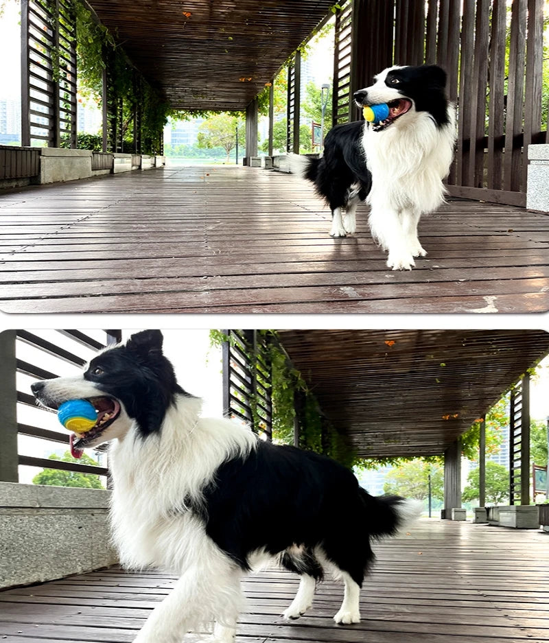 Squeaky TPR Dog Teeth Cleaning Ball Toy | Pawly