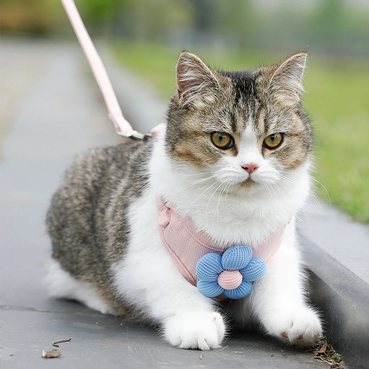 Soft Harness & Leash Set for Cats and Small Dogs | Pawly