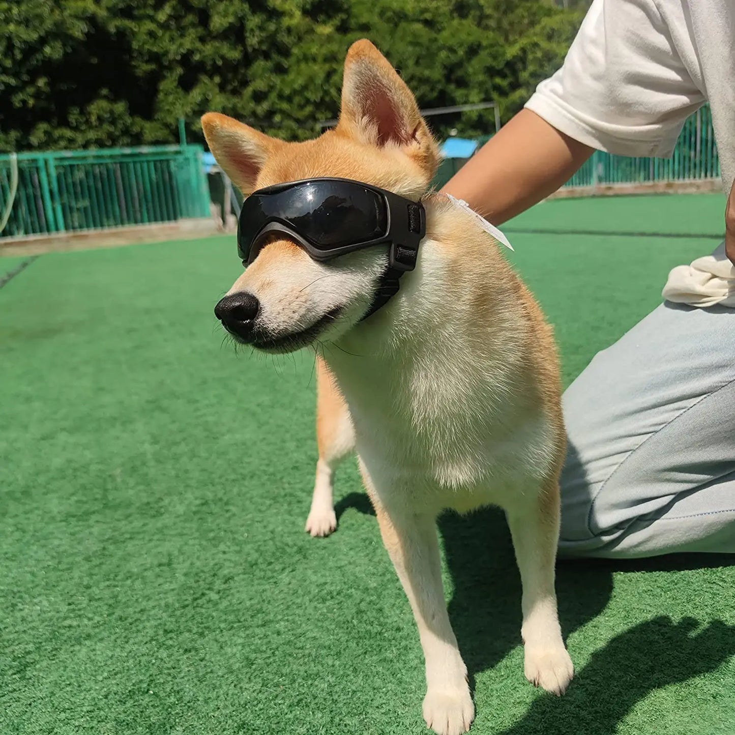 UV Protection Sunglasses & Goggles for Dogs | Pawly