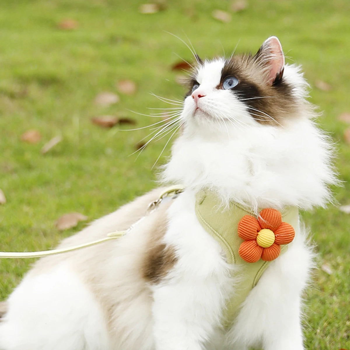 Soft Harness & Leash Set for Cats and Small Dogs | Pawly