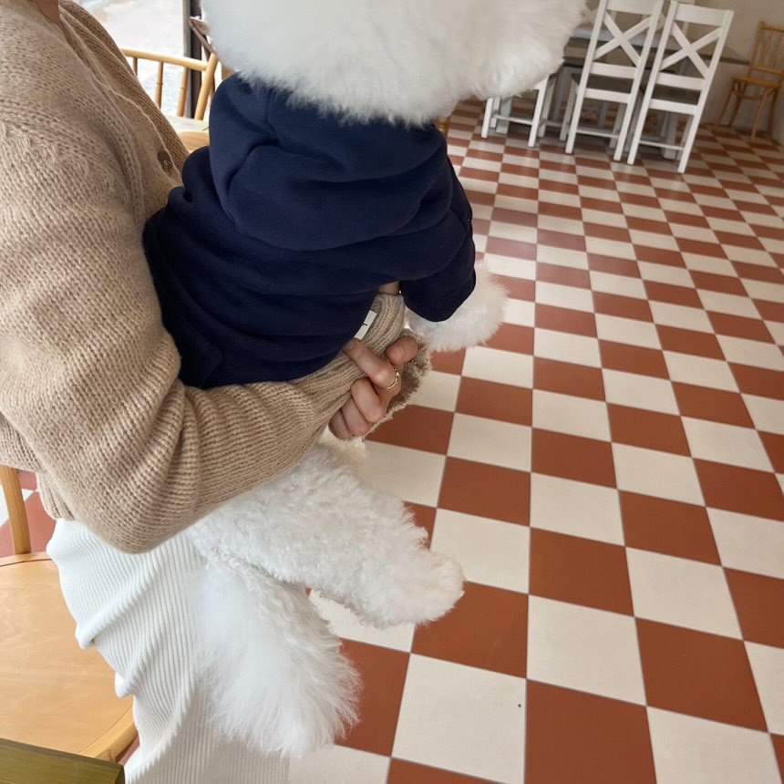 Small dog wearing navy blue casual hoodie jacket