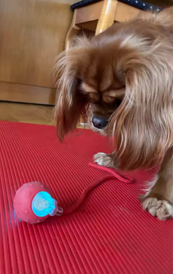 Smart Self-Rolling Ball Toy for Cats & Dogs | Pawly