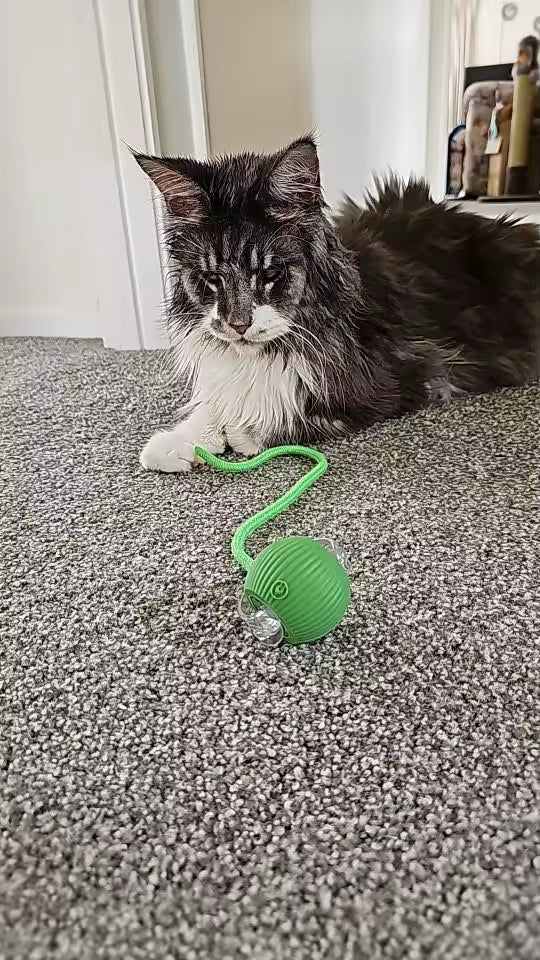 Smart Self-Rolling Ball Toy for Cats & Dogs | Pawly